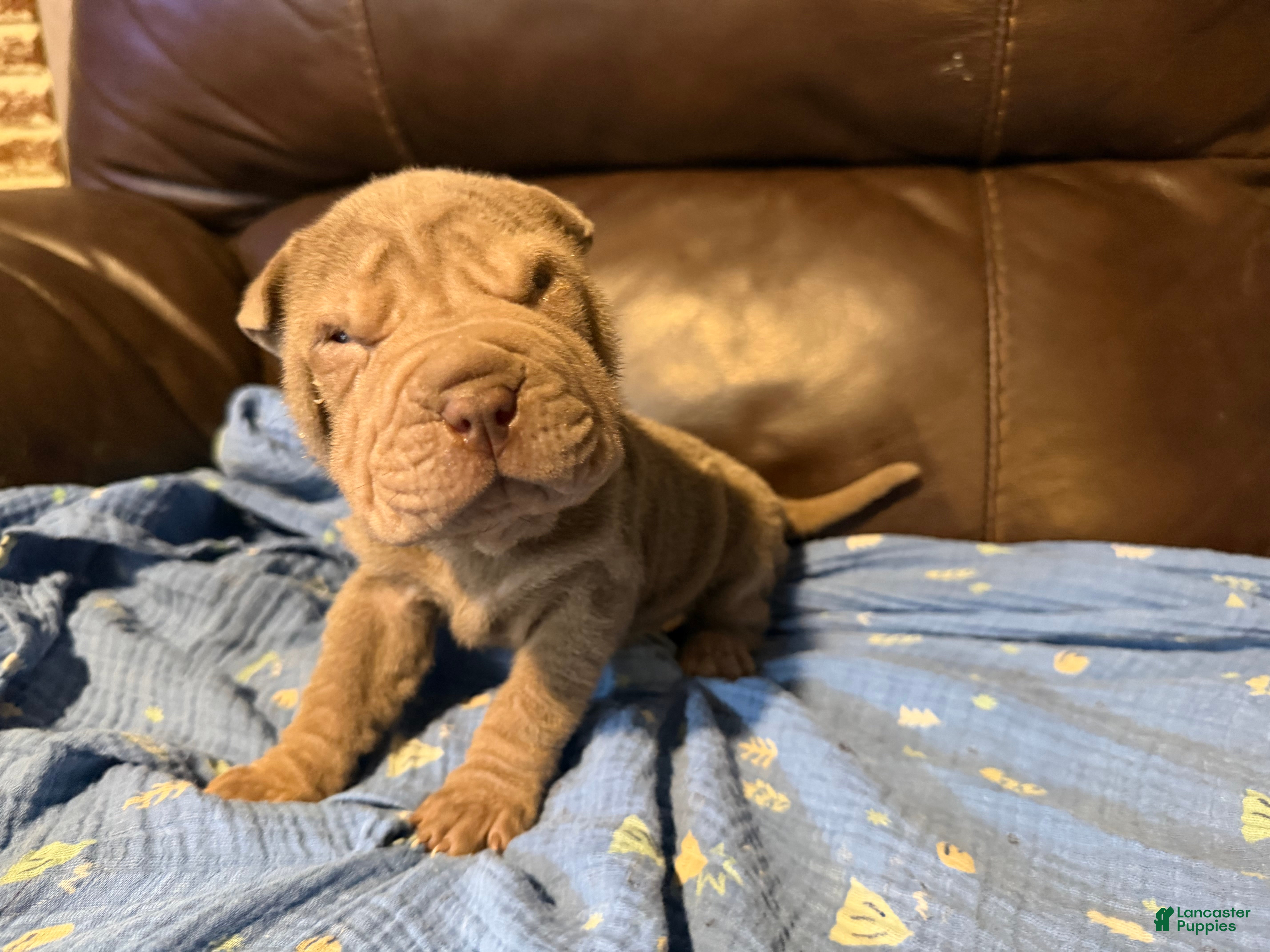 Shar Pei dogs for sale: Forest - Ad 1