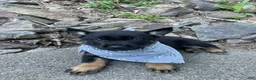 German Shepherd dogs for sale: Collar Red - Ad 10