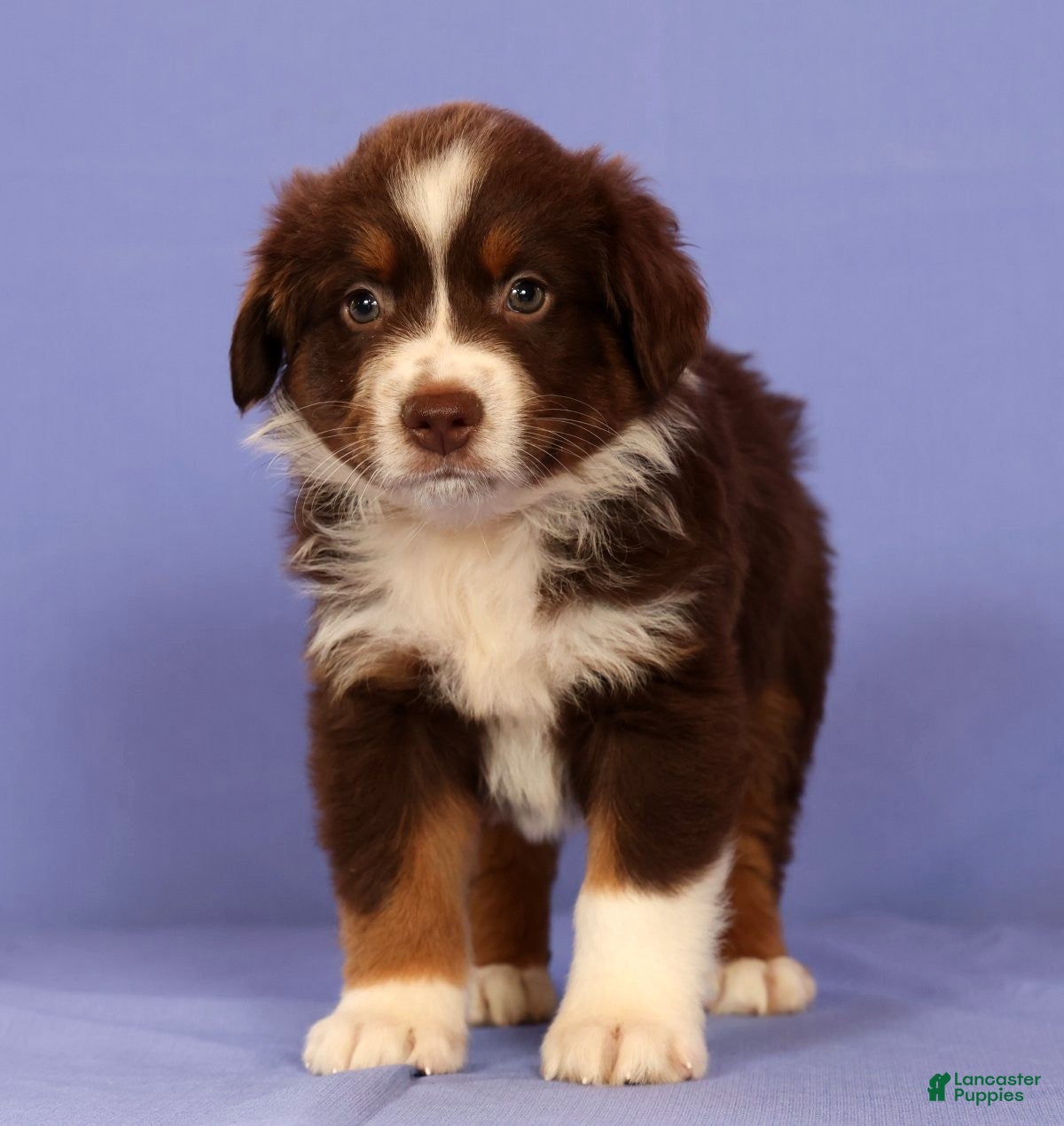 Miniature Australian Shepherd dogs Mark - Ad 2