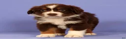 Miniature Australian Shepherd dogs for sale: Mark - Ad 2