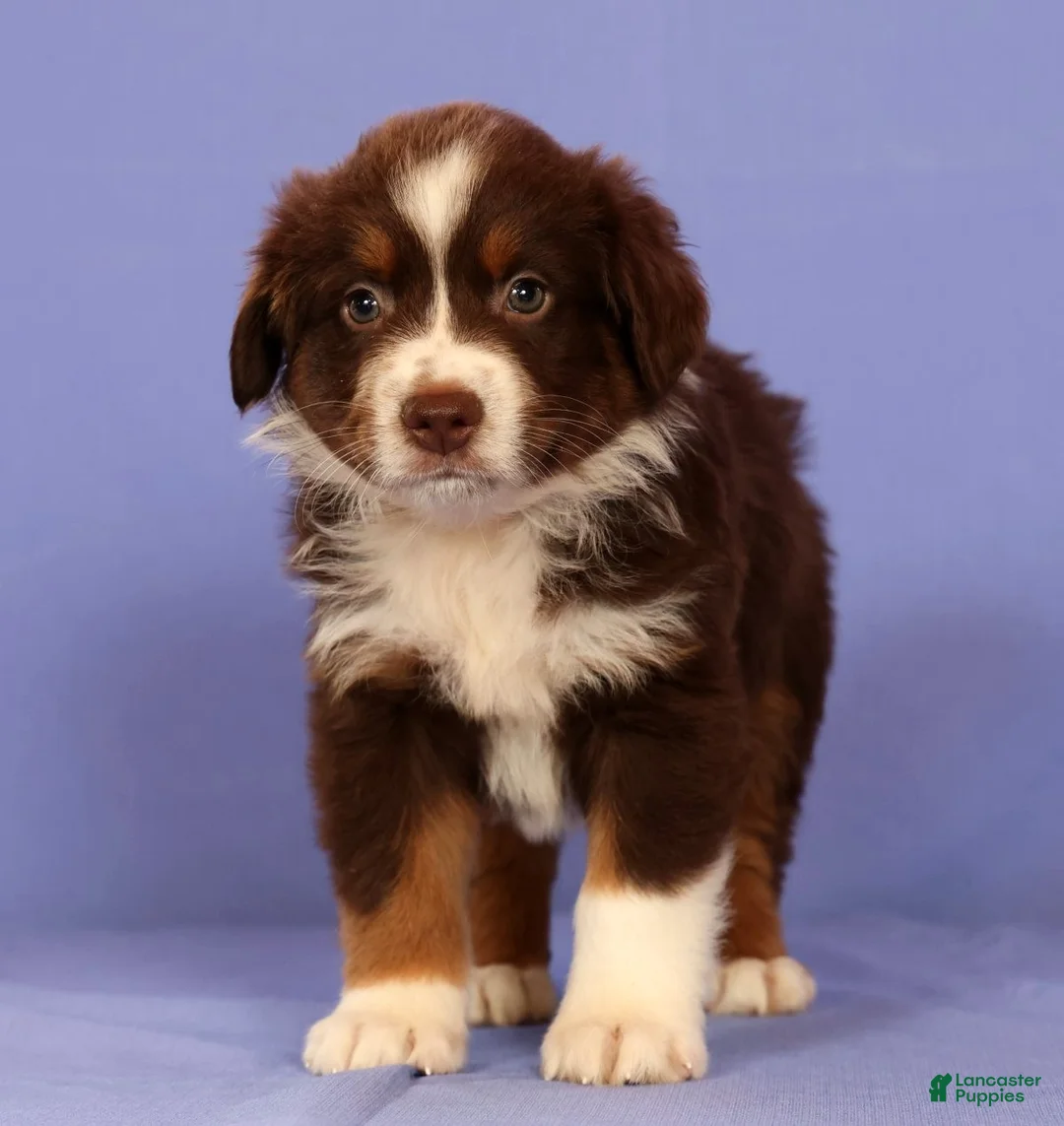 Miniature Australian Shepherd dogs for sale: Mark - Ad 2