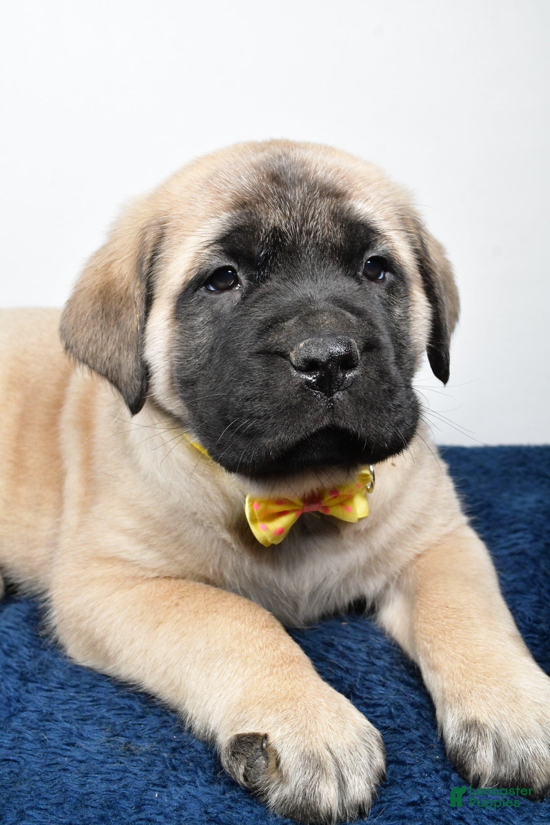 English Mastiff dogs for sale: Simon - Ad 3