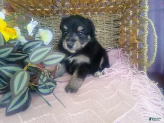 Mixed Breed dogs Mixed Breed Puppy 5 - Ad 17