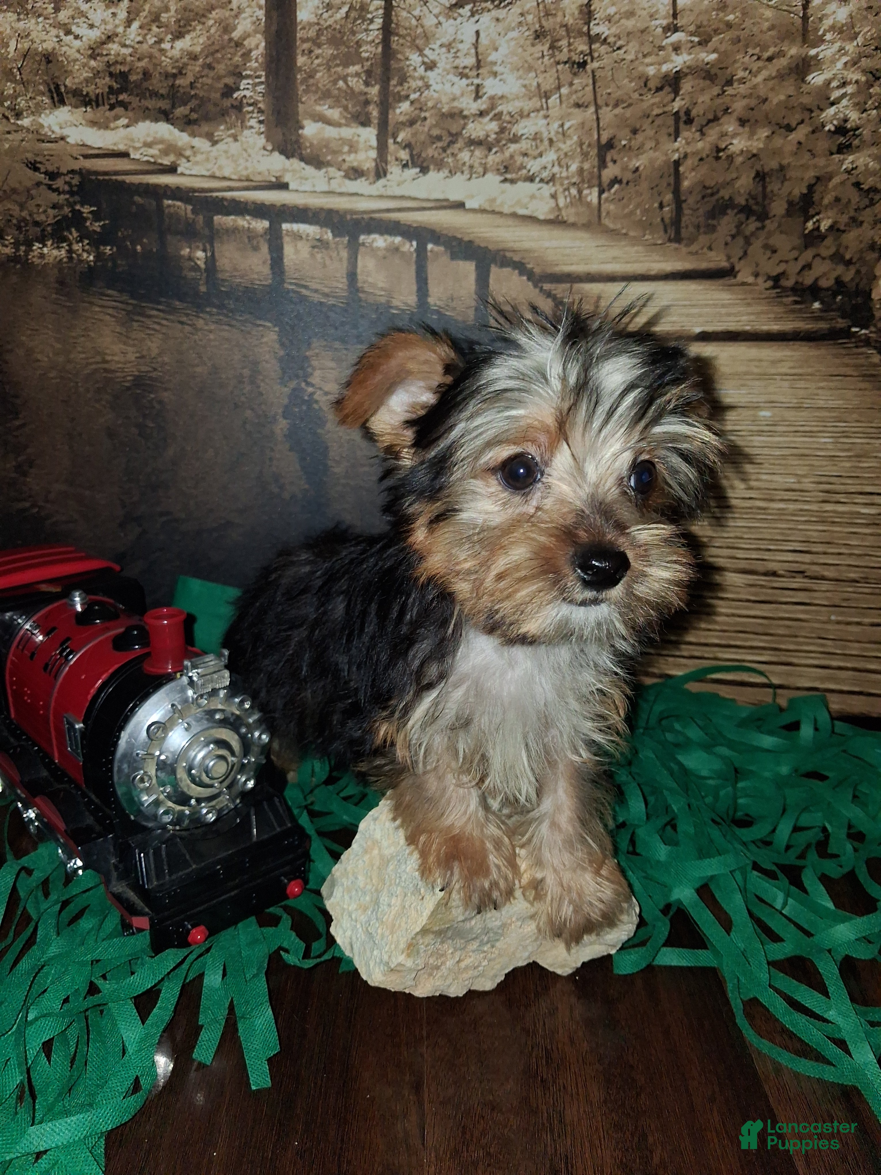 Yorkshire Terrier dogs Yorkie boy  - Ad 2