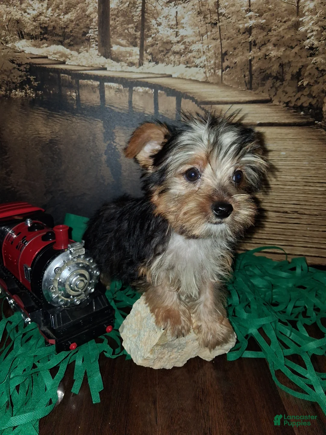 Yorkshire Terrier dogs for sale: Yorkie boy  - Ad 2