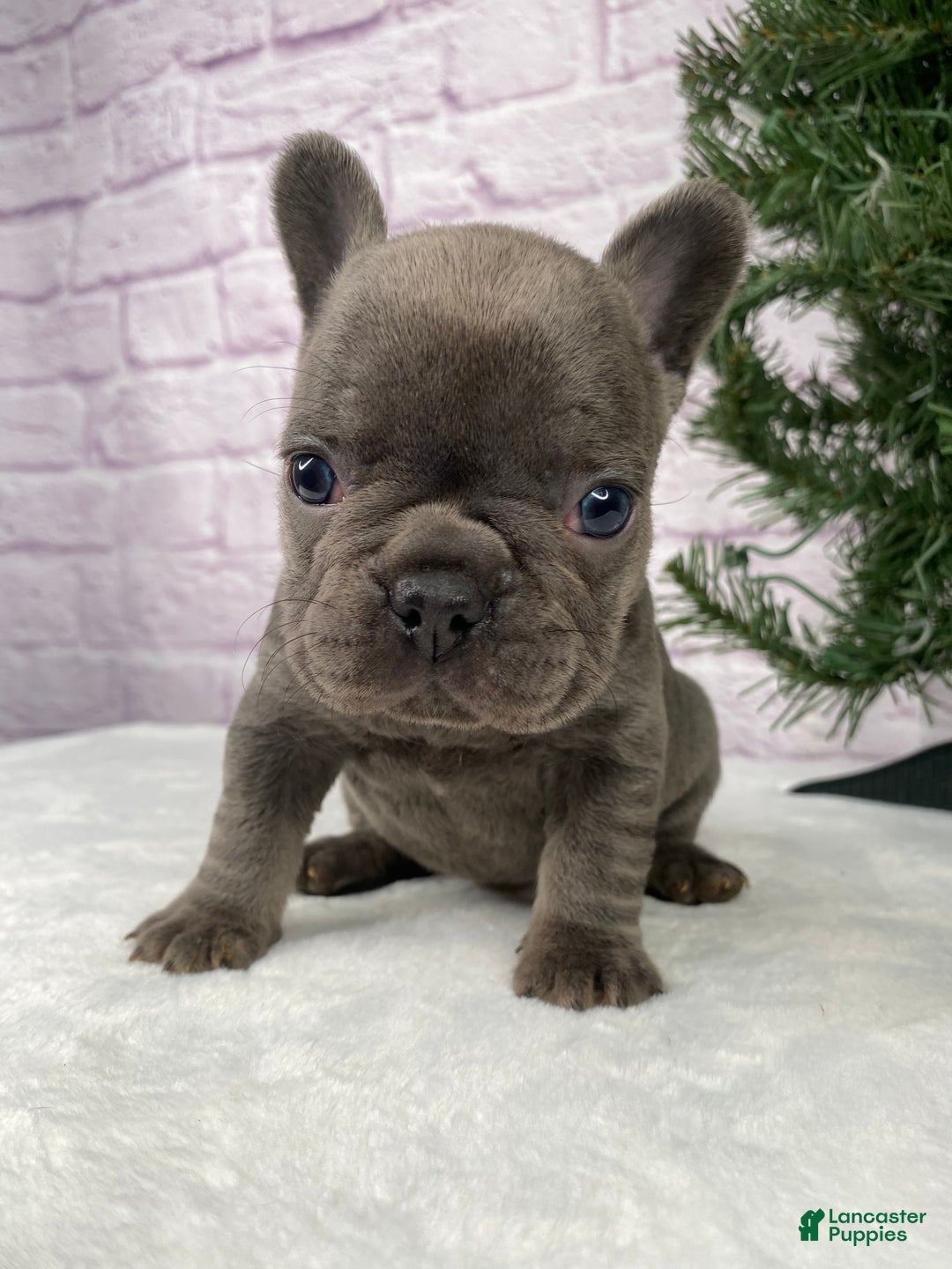 French Bulldog dogs for sale: Paisley  - Ad 4