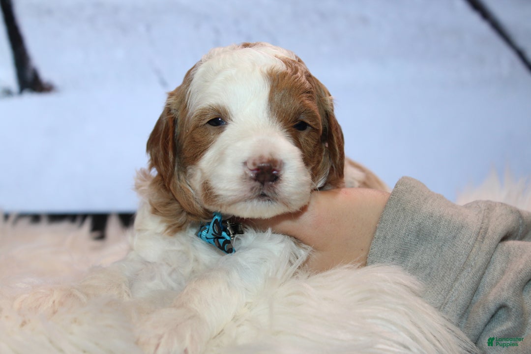 Mini Goldendoodle dogs for sale: Griffy-Mini - Ad 2