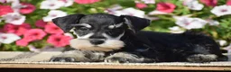 Miniature Schnauzer dogs for sale: Abigail - Mini - Ad 5