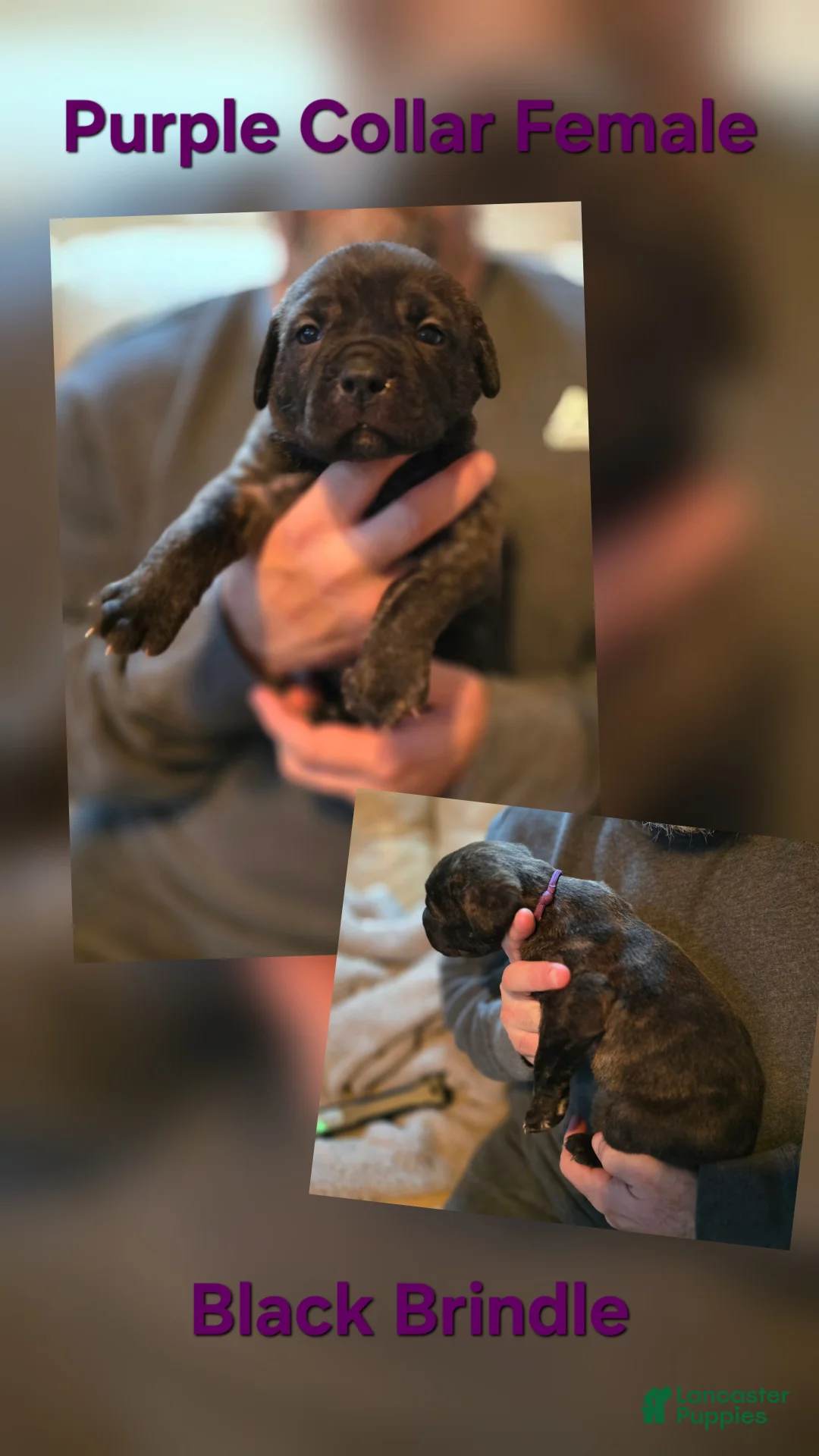 Cane Corso dogs for sale: Cane Corso Puppy 2 - Ad 1