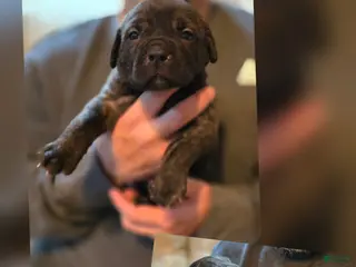 Cane Corso dogs Cane Corso Puppy 2 - Ad 26