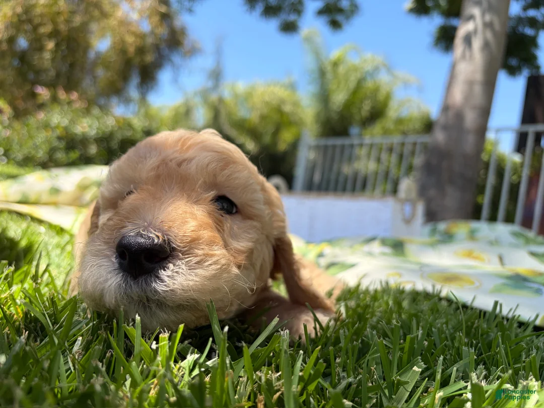 Goldendoodle dogs for sale: Chowder Jr. - Ad 2