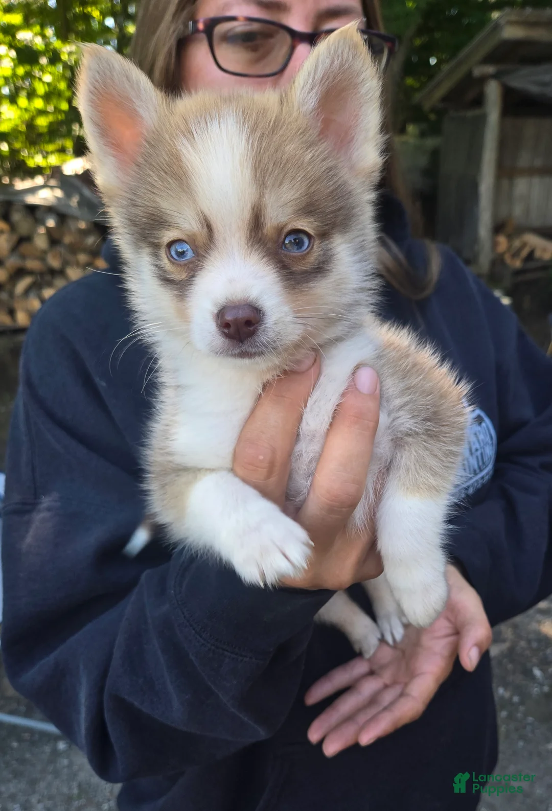 Pomsky dogs for sale: Pomsky/delivery  - Ad 1
