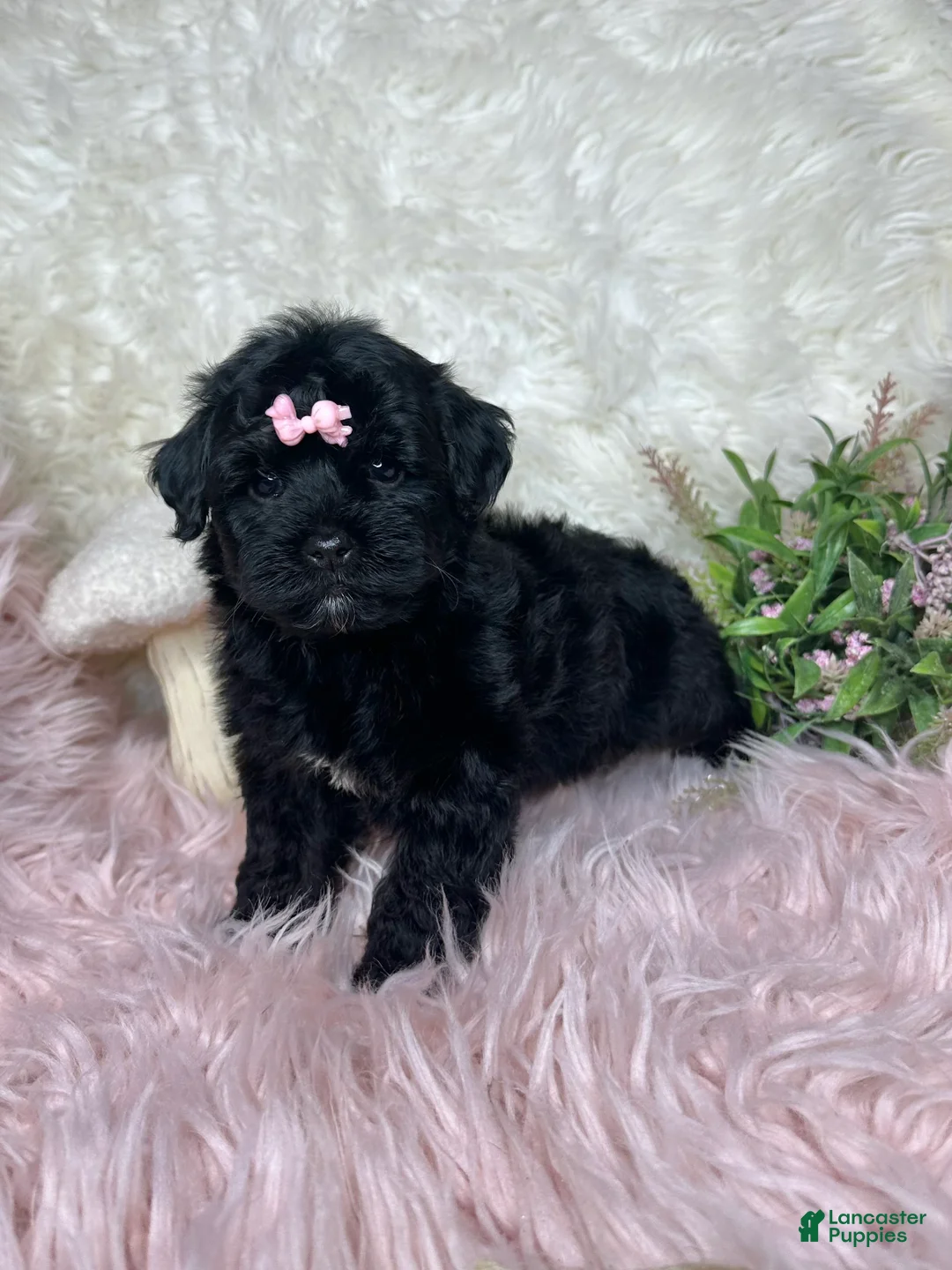 Yorkiepoo dogs for sale: Brittany  - Ad 1