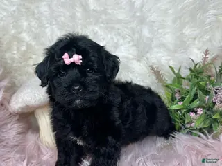 Yorkiepoo dogs for sale: Brittany - Ad 2