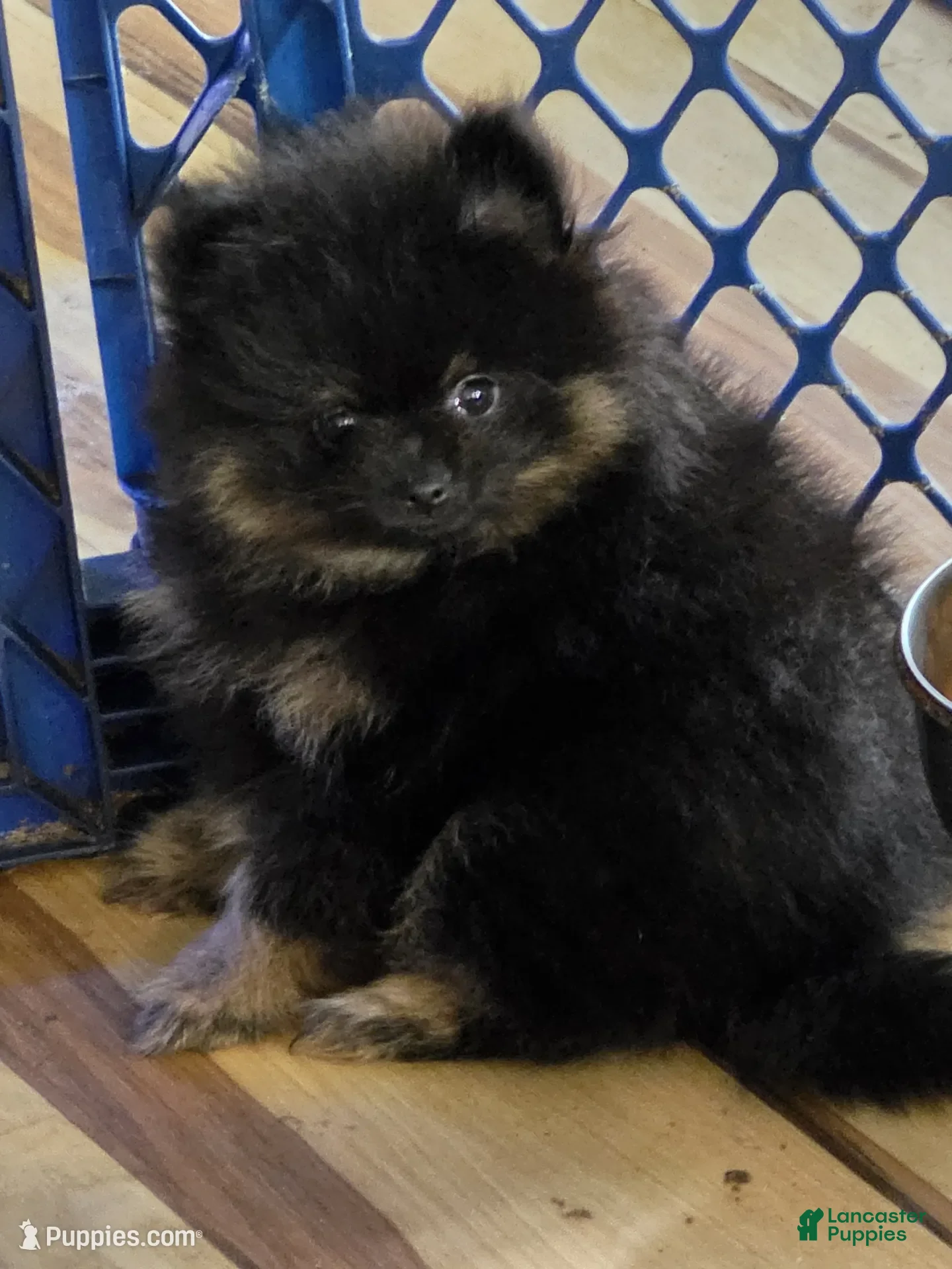 Pomeranian dogs Akc bear - Ad 12