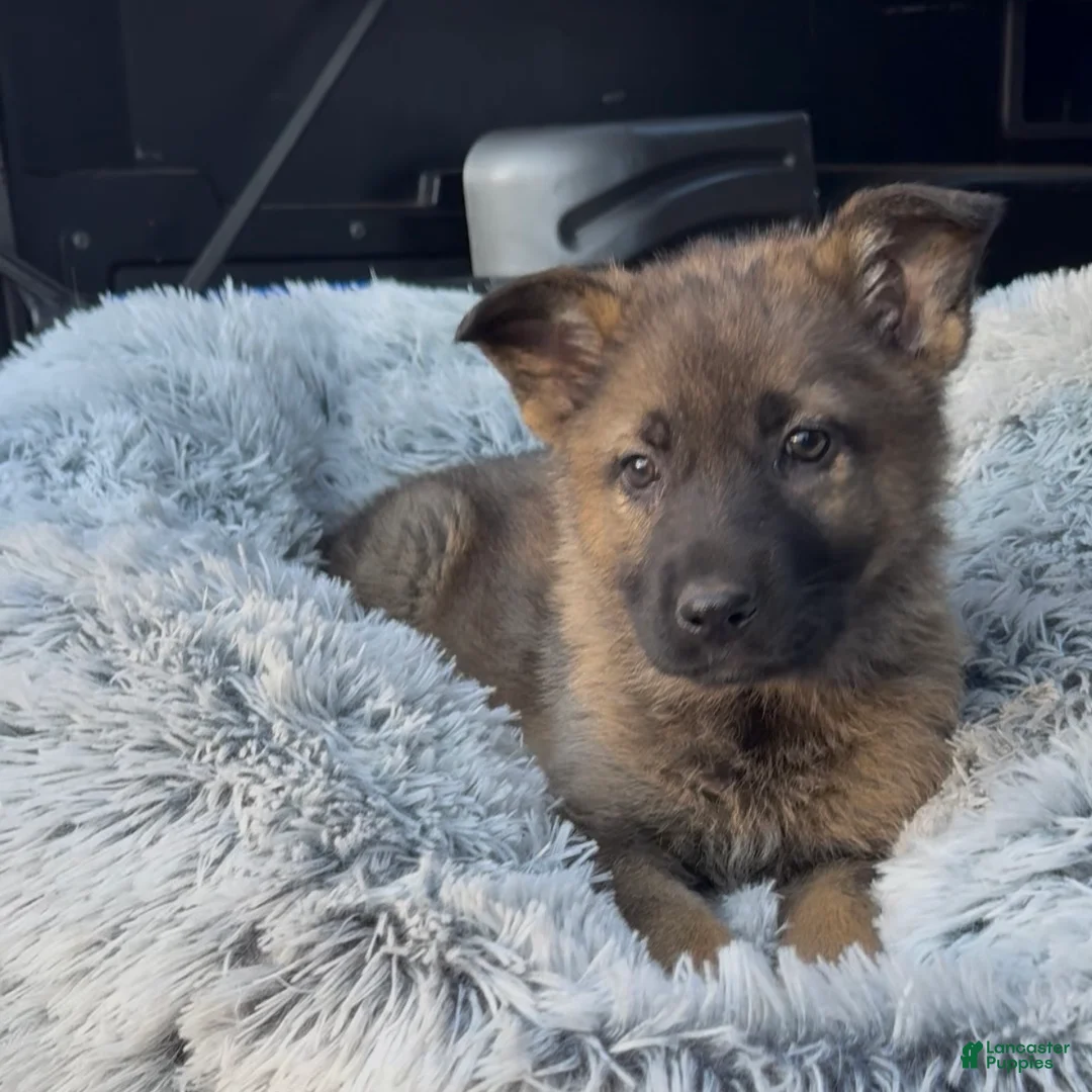 German Shepherd dogs for sale: TULITA - Ad 1