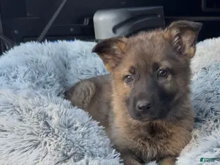 German Shepherd dogs for sale: TULITA - Ad 2