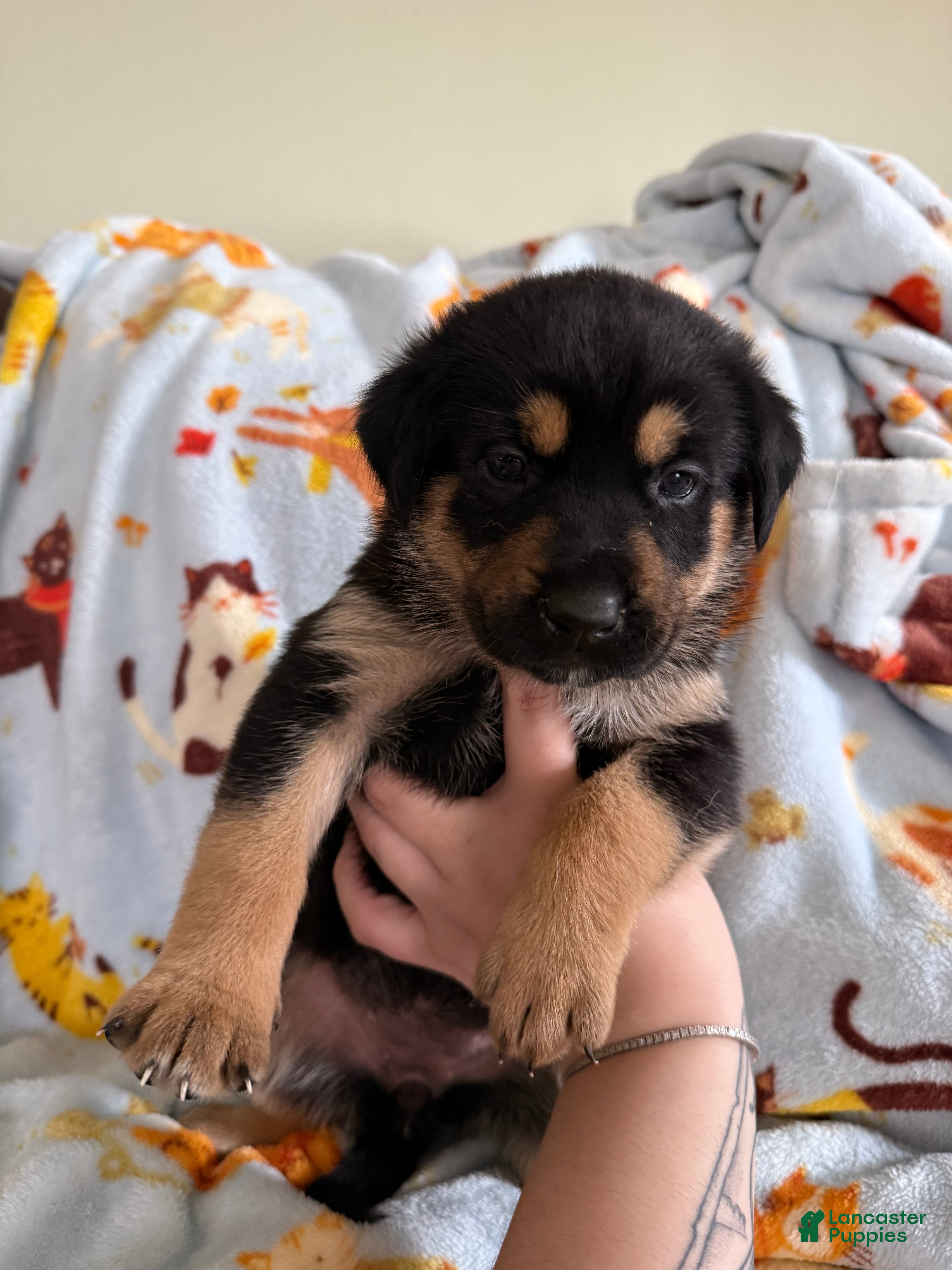 Mixed Breed dogs  White Collar Female  - Ad 31