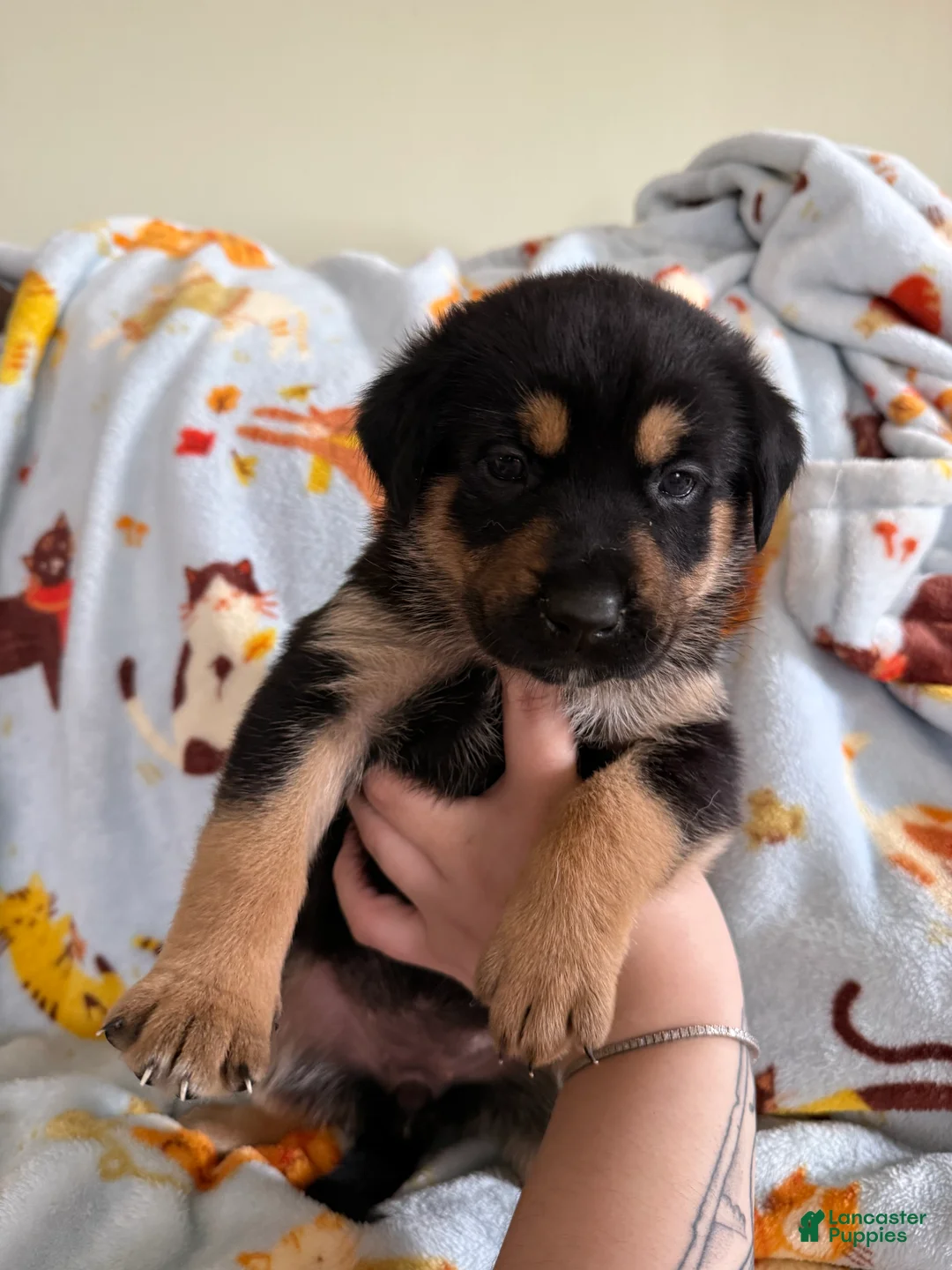 Mixed Breed dogs for sale:  White Collar Female  - Ad 1