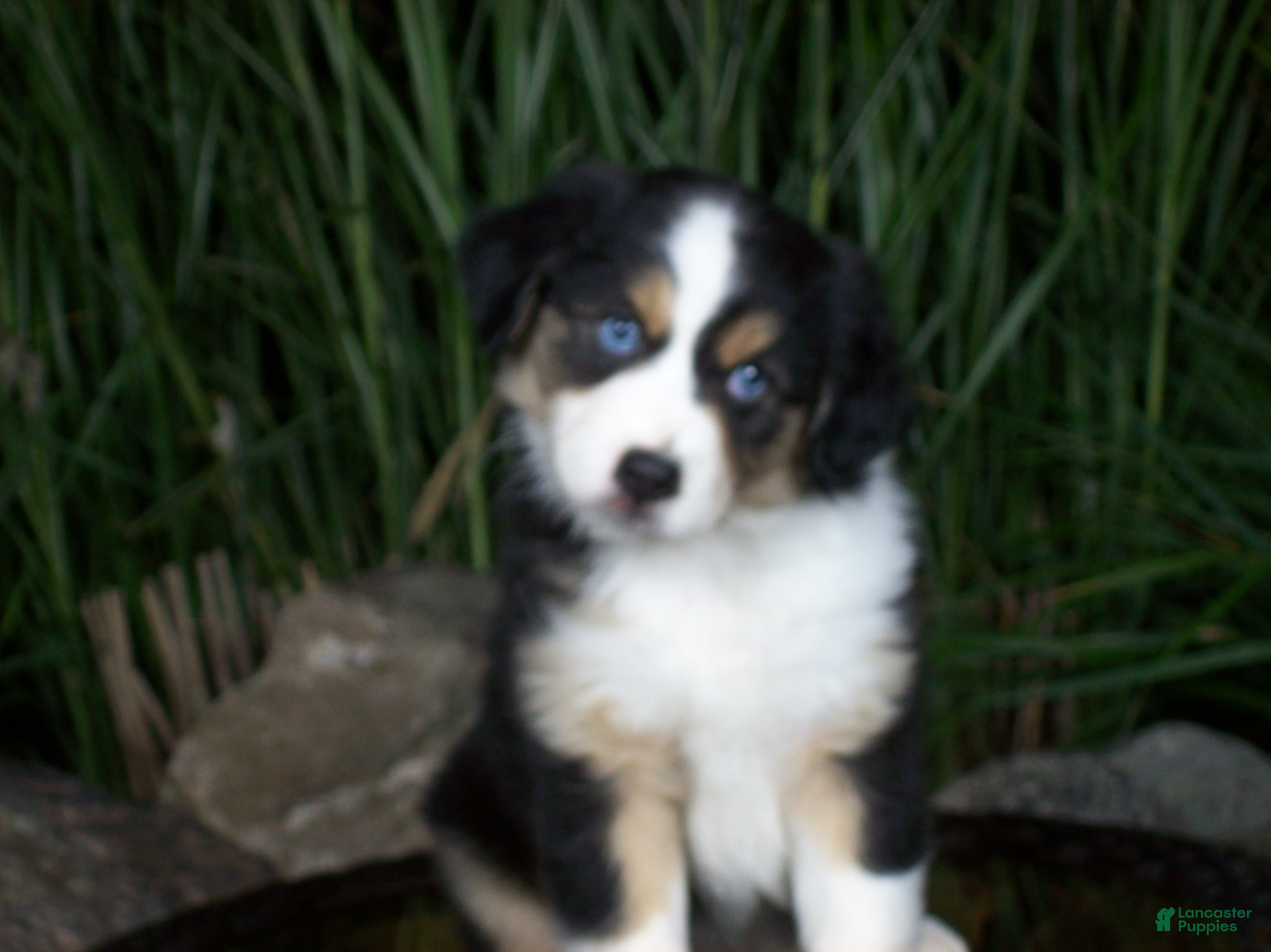 Miniature Australian Shepherd dogs Ruby - Ad 2