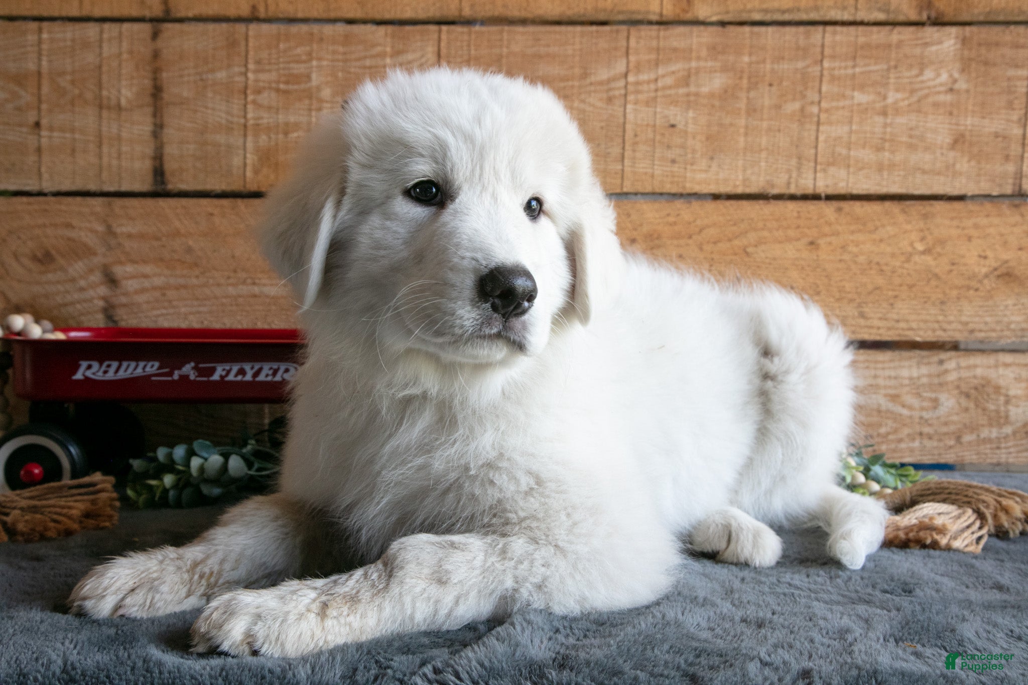 Maremma Sheepdog dogs Dolly - Ad 1