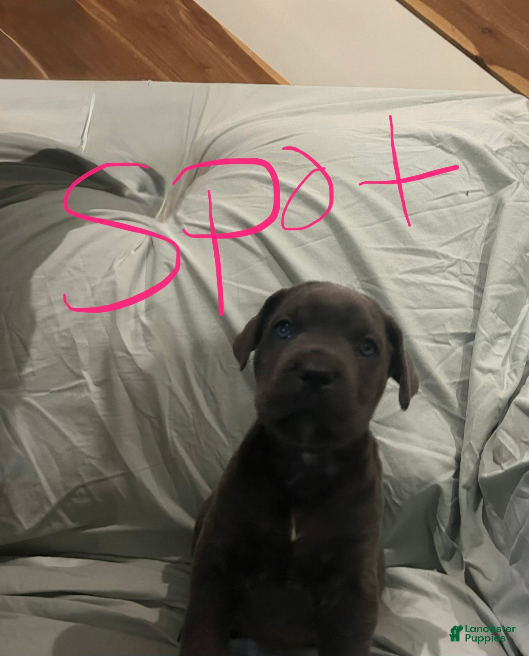 Cane Corso dogs Cane Corso Puppy 3 - Ad 14
