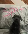 Cane Corso Puppy 3