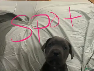 Cane Corso dogs Cane Corso Puppy 3 - Ad 14