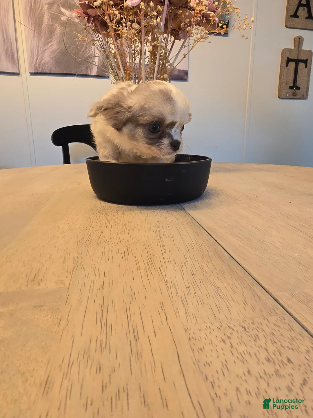 Chihuahua dogs for sale: abby - Ad 2