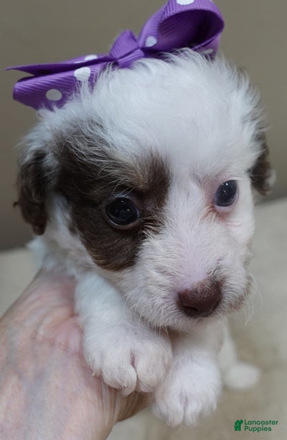 Toy Poodle dogs Maggie Mae  - Ad 5