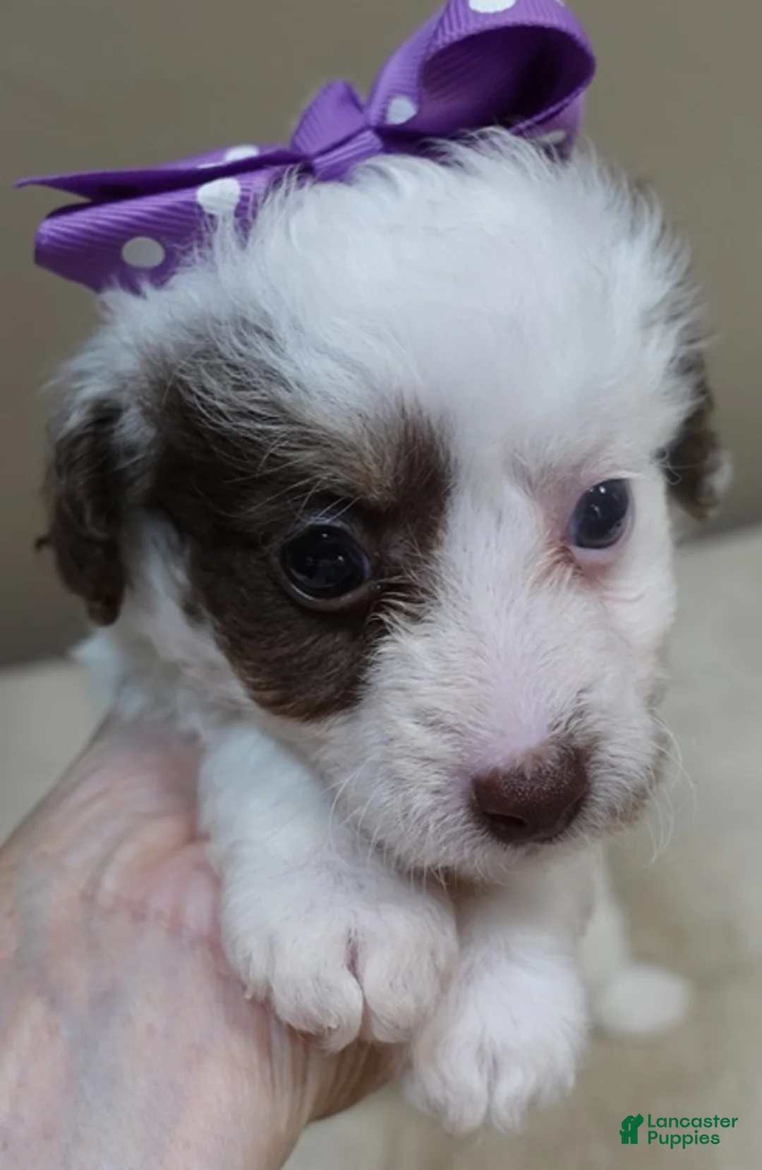 Toy Poodle dogs for sale: Maggie Mae  - Ad 2