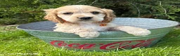Cocker Spaniel dogs for sale: Jimmy - Ad 1