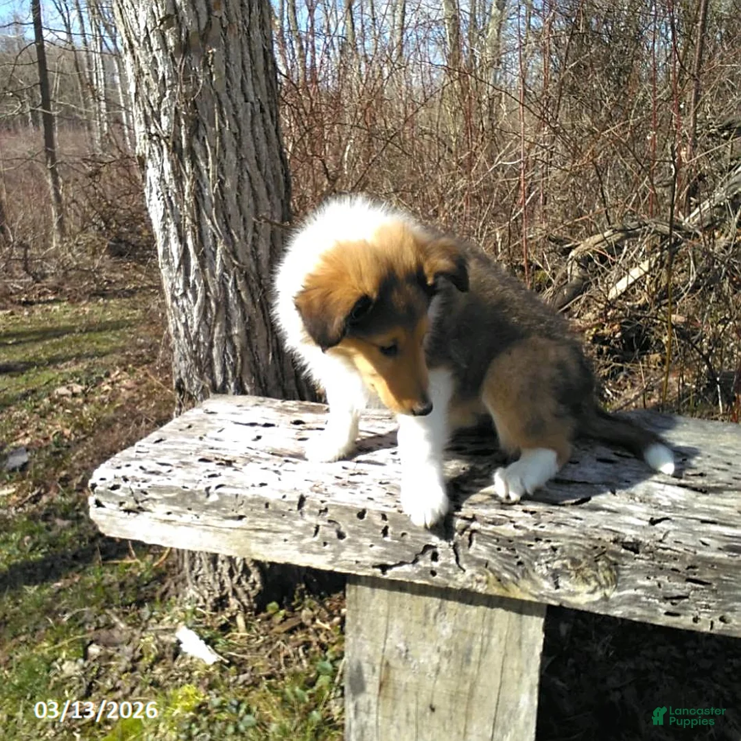 Collie dogs for sale: Carin - Ad 2