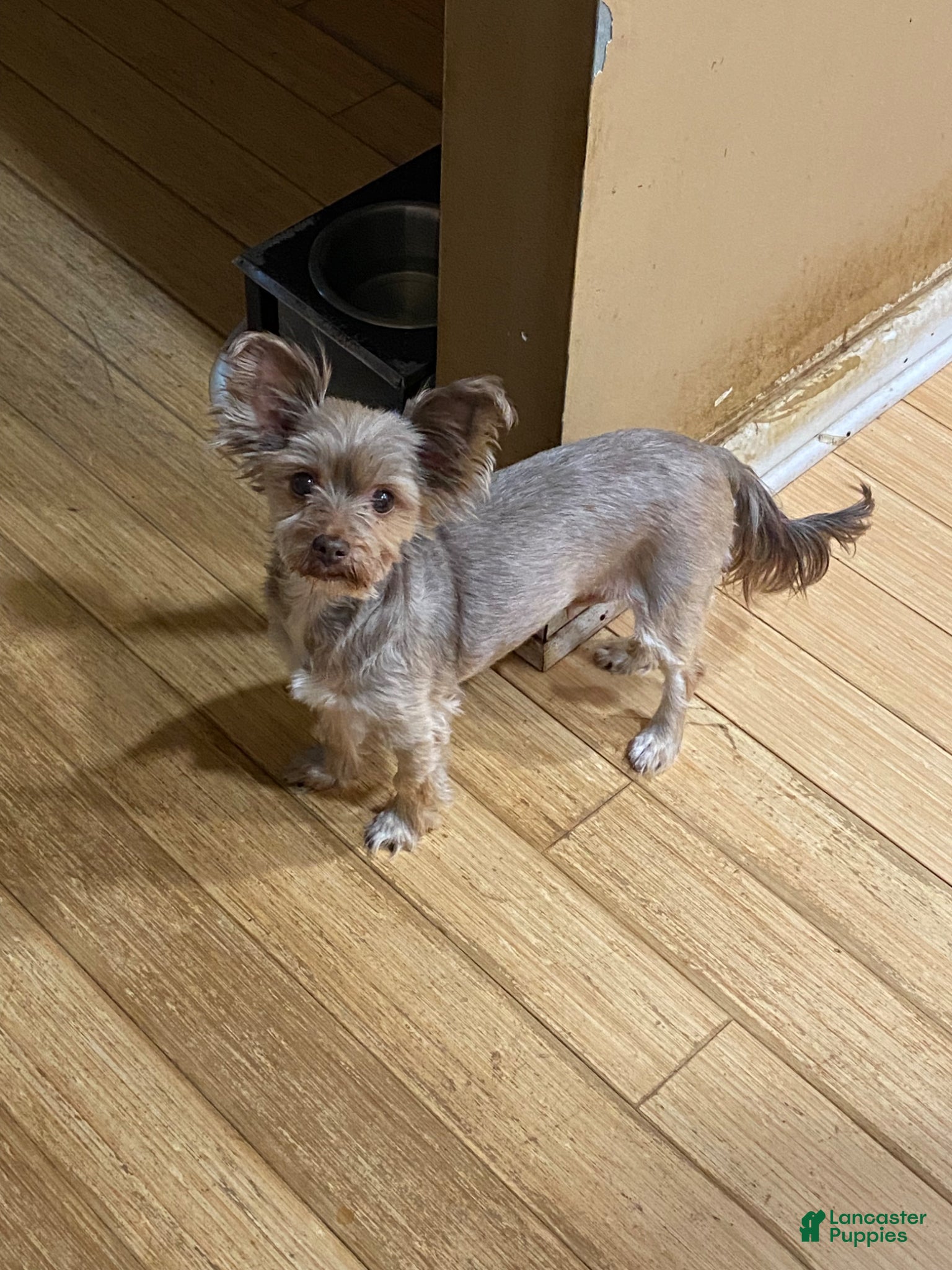 Yorkshire Terrier dogs Penny - Ad 1