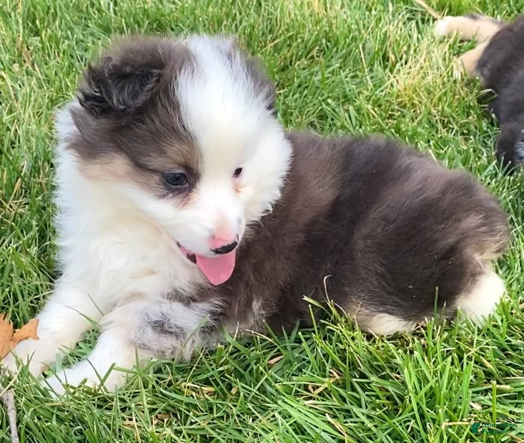 Mixed Breed dogs for sale: Jackson - Ad 2