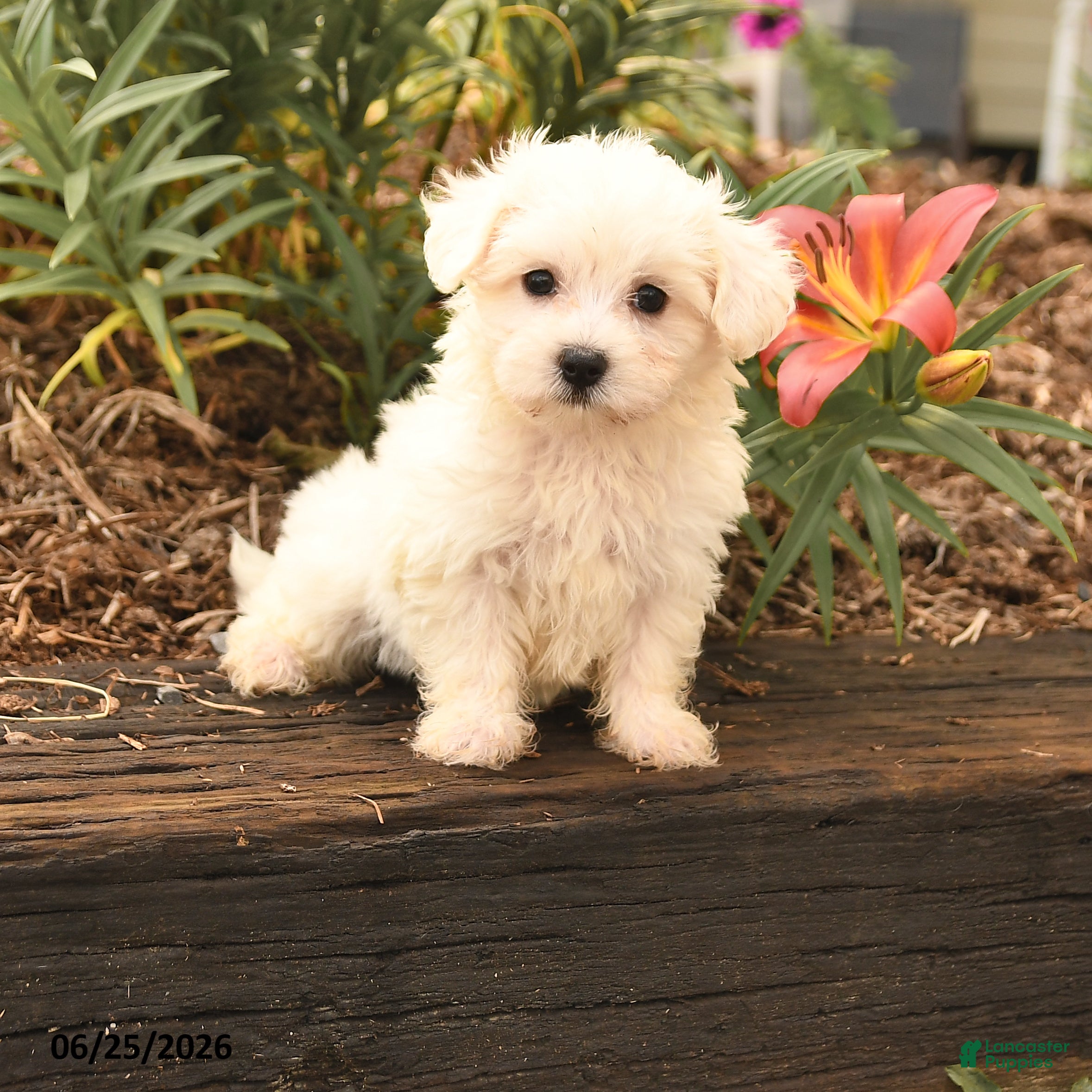 Maltese dogs Robin - Ad 1