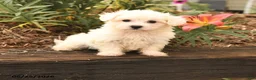 Maltese dogs for sale: Robin - Ad 1
