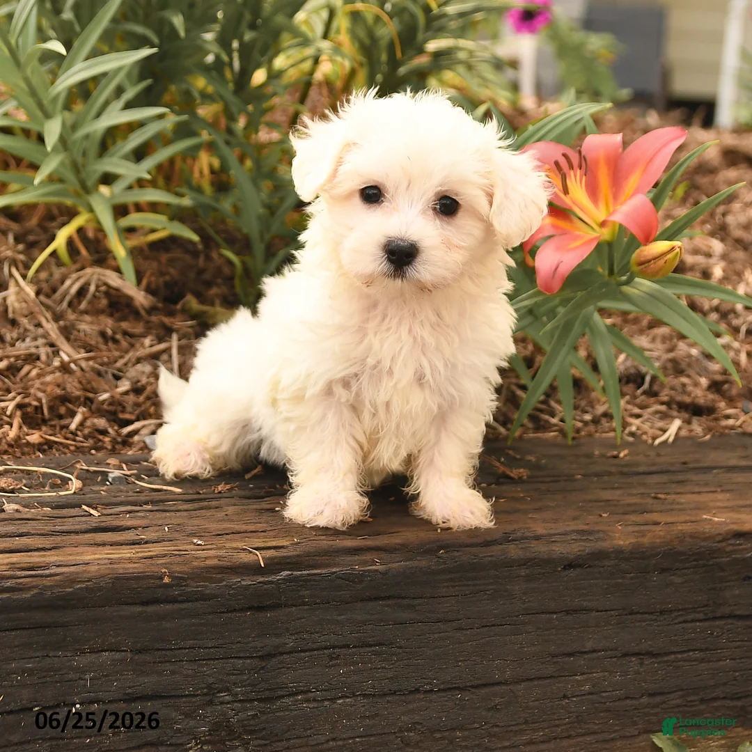 Maltese dogs for sale: Robin - Ad 1