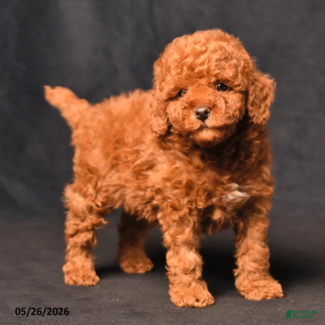 Toy Poodle dogs for sale: Bingo - Ad 2