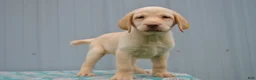 Labrador Retriever dogs for sale: Sandy - Ad 3