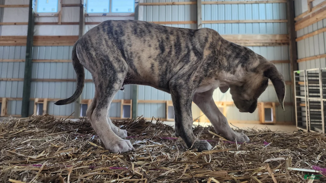 Catahoula Leopard Dog dogs for sale: Duchess 2026 Male 7 - Ad 2