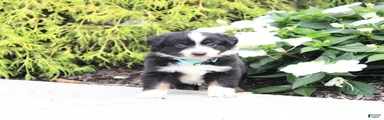Axel