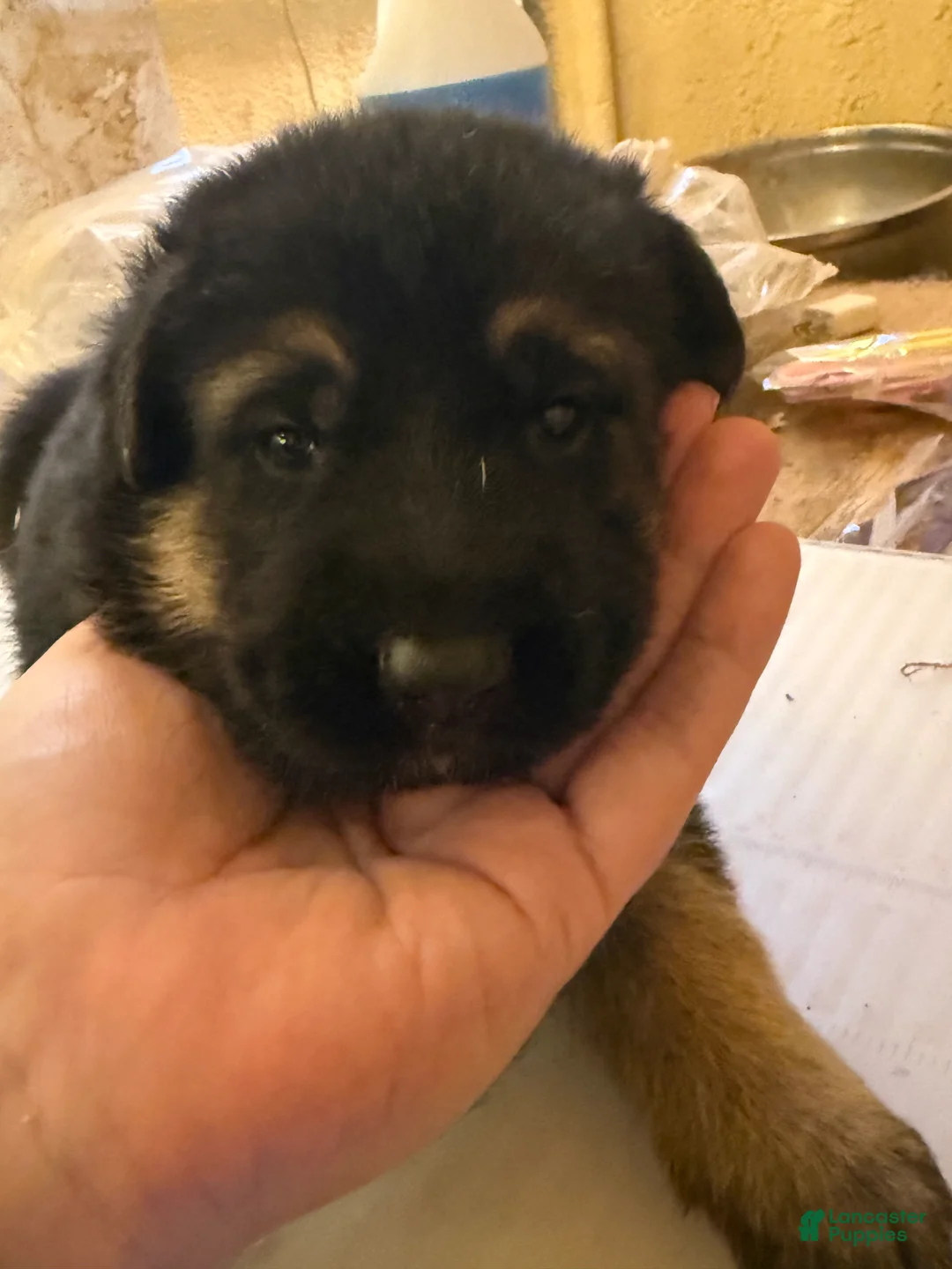 German Shepherd dogs for sale: German Shepherd Puppy 1 - Ad 1