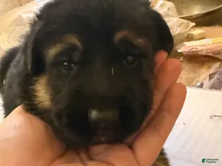 German Shepherd dogs for sale: German Shepherd Puppy 1 - Ad 2
