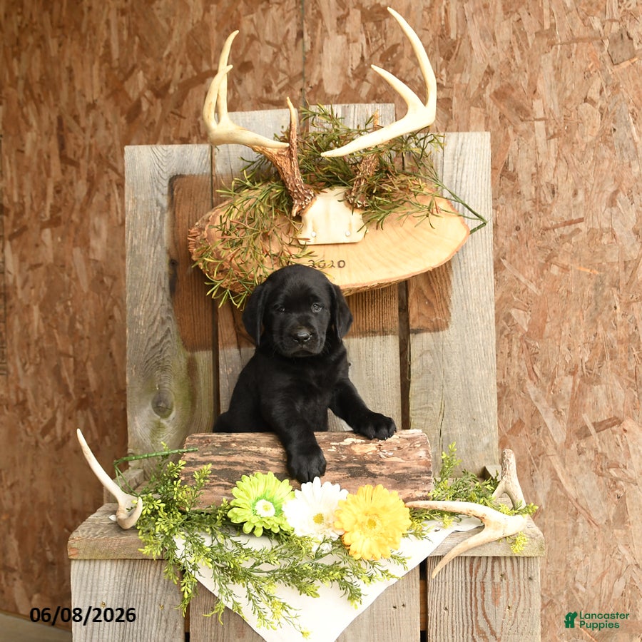 Labrador Retriever dogs Gunner - Ad 1
