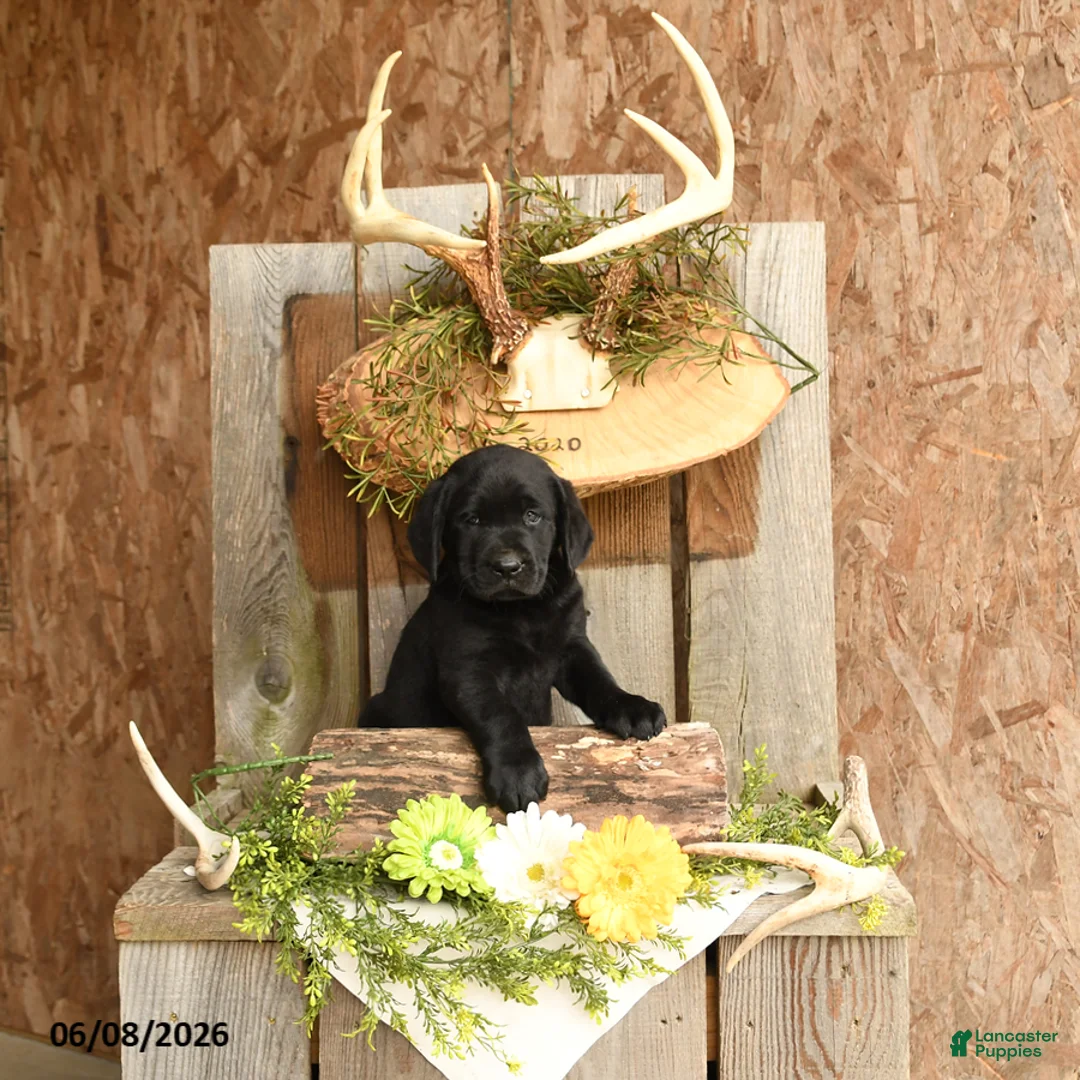 Labrador Retriever dogs for sale: Gunner - Ad 1