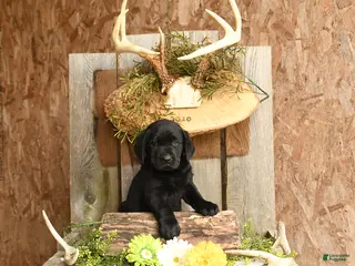 Labrador Retriever dogs for sale: Gunner - Ad 1
