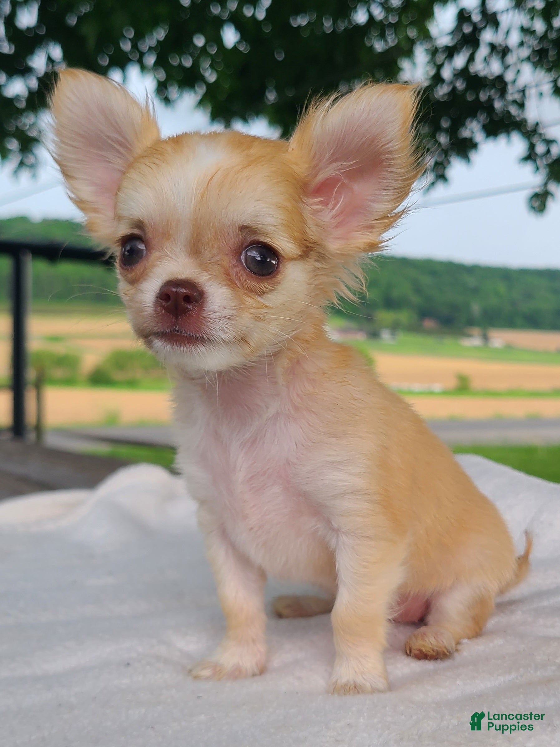 Chihuahua dogs Hibiscus - Ad 2