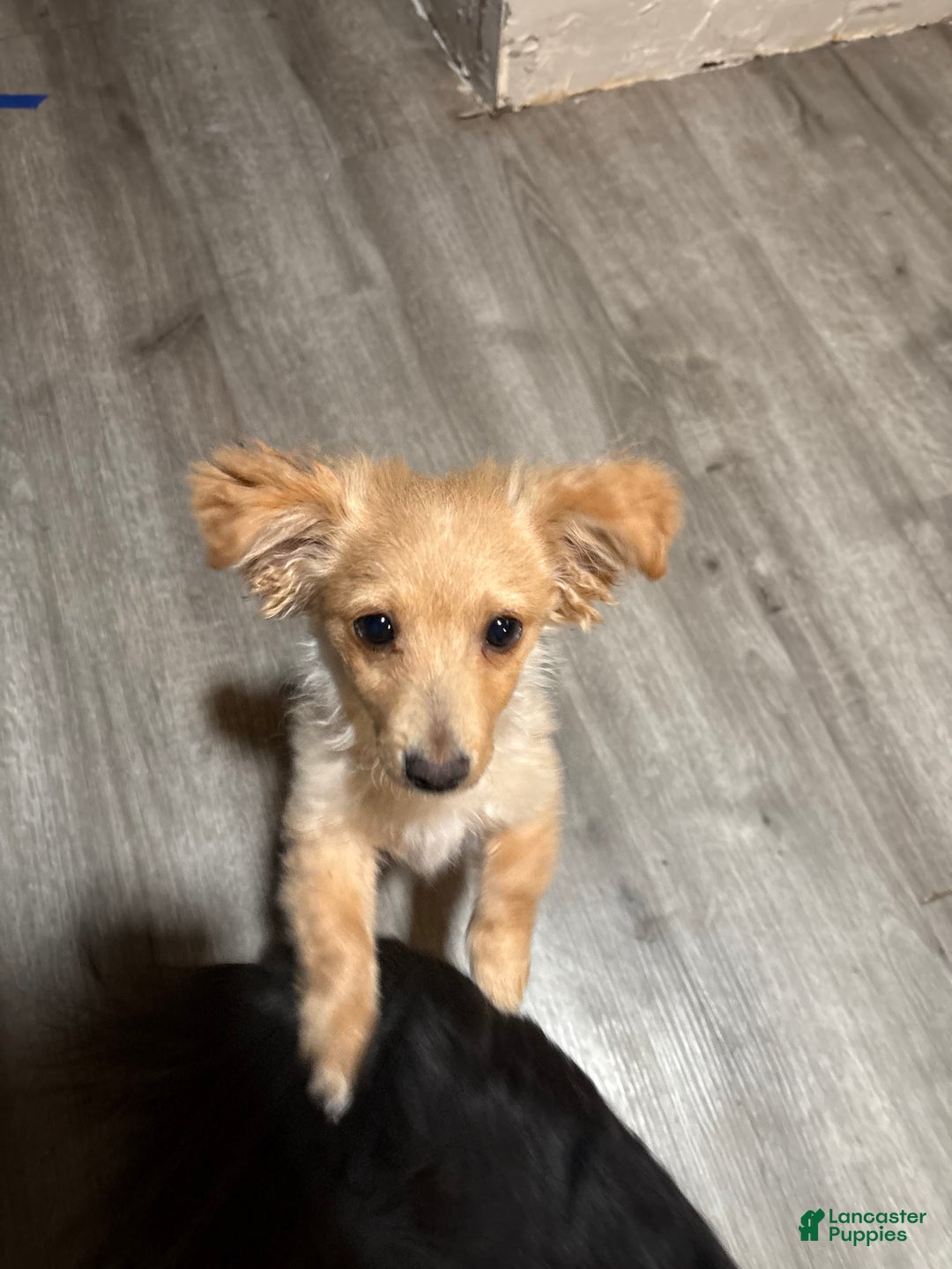 Mixed Breed dogs for sale: Mixed Breed Puppy 4 - Ad 1