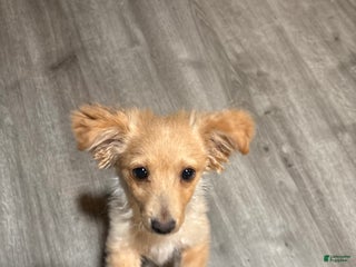 Mixed Breed dogs Mixed Breed Puppy 4 - Ad 30